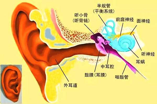 Sound transmission ear analysis