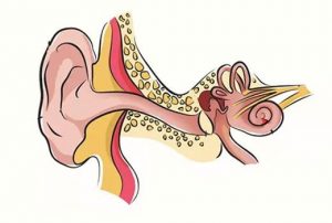 Read more about the article What is chronic suppurative otitis media?