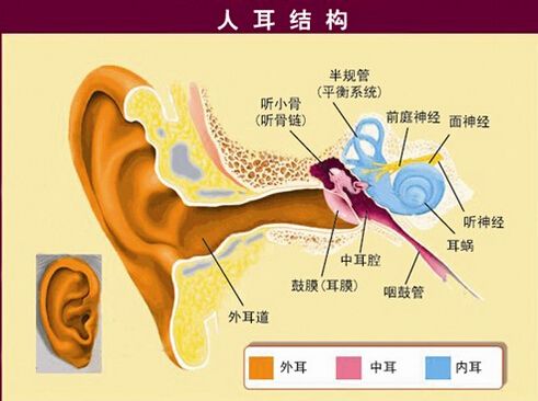 Ear structure analysis