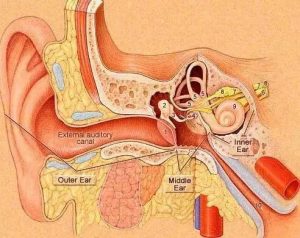 Read more about the article Some common sense of popular science ears