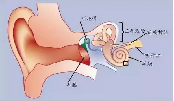 You are currently viewing Hearing knowledge|Dizziness is related to the ear? Have!