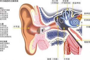 Read more about the article Human ear structure and main functions