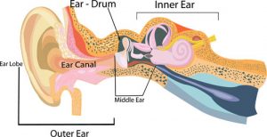Read more about the article Types of Hearing Loss
