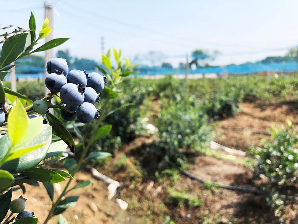You are currently viewing How to grow blueberries with controlled release fertlizer